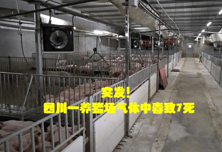 養豬場化糞池有毒氣體 養豬場化糞池有毒氣體